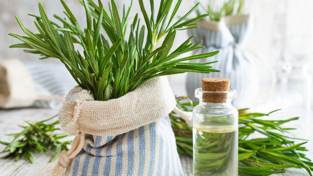 How to use Rosemary water for Hair growth (1)