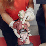 Largest Organs in the Human Body